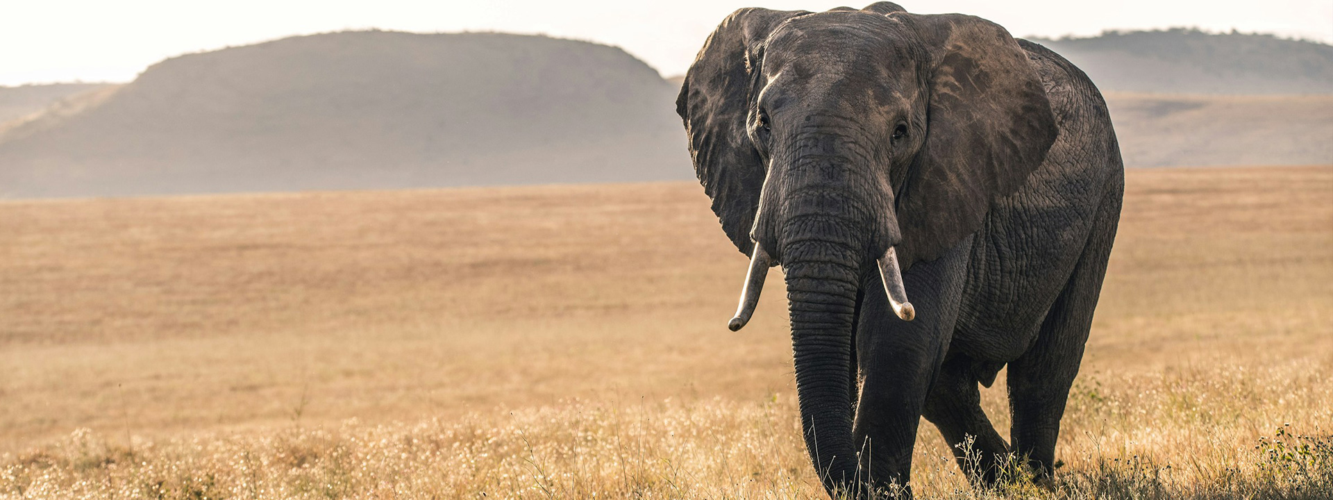 5 Day Tanzania Mid-range Safari